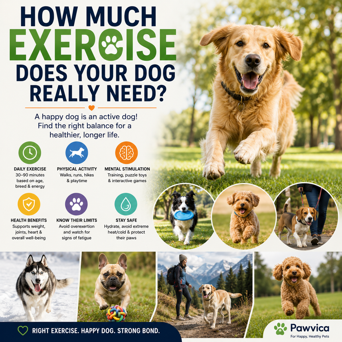 How Much Exercise Does Your Dog Really Need?