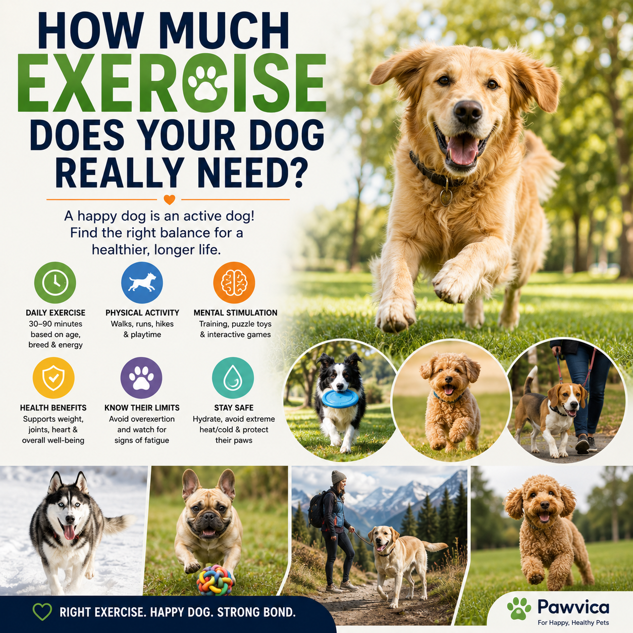 How Much Exercise Does Your Dog Really Need?