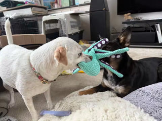 Interactive Octopus Plush Dog Toy – Squeaky, Durable & Soft Chew Toy for Small, Medium & Large Dogs — customer photo 3