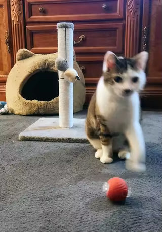 Smart Interactive Cat Ball Toy – Automatic Obstacle Avoidance Rolling Ball for Indoor Cats & Small Dogs — customer photo 4