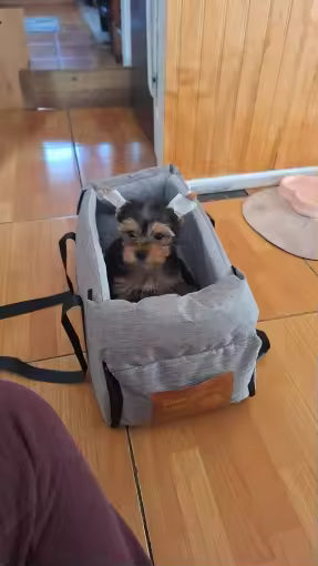 Portable Console Booster Car Seat & Travel Carrier for Small Dogs & Cats — customer photo 6