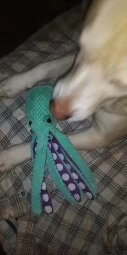 Interactive Octopus Plush Dog Toy – Squeaky, Durable & Soft Chew Toy for Small, Medium & Large Dogs — customer photo 1
